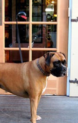 Prisisiurbiantis inkaras | su S formos kabliu | 125 x 50 mm (SCA1)