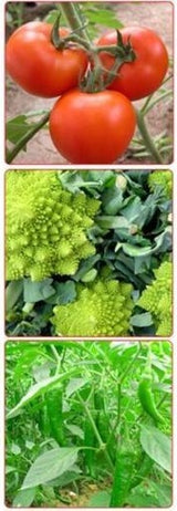 Sodo purkštuvas pumpuojamas 16l (EW-0016)